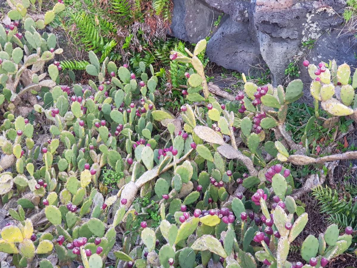 Jeju Again Olle Pension ภายนอก รูปภาพ