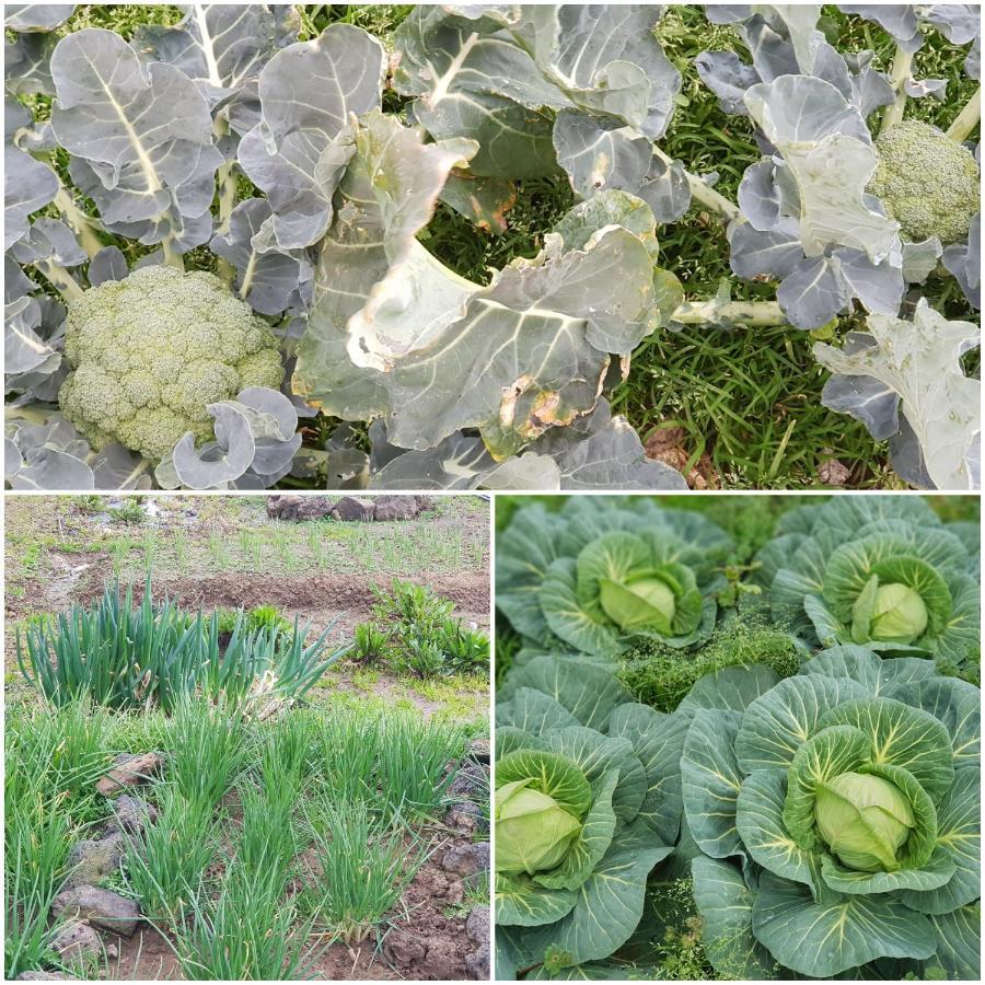 Jeju Again Olle Pension ภายนอก รูปภาพ