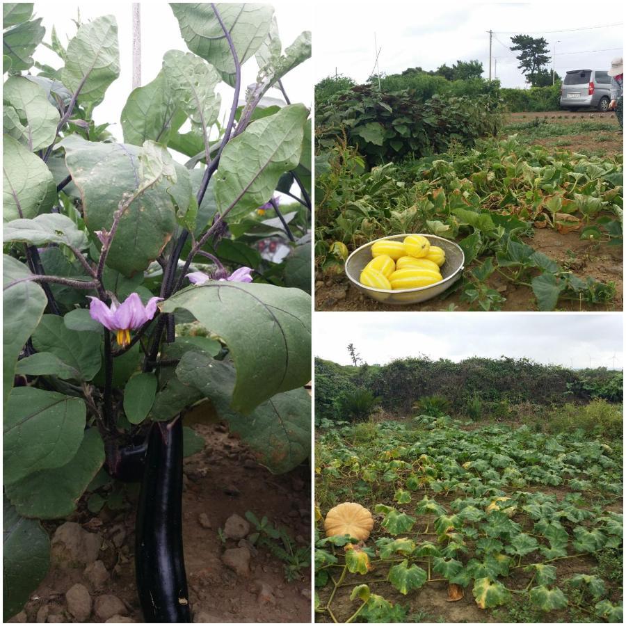 Jeju Again Olle Pension ภายนอก รูปภาพ